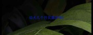 幼犬几个月买磨牙棒