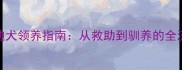 泰迪犬领养指南从救助到驯养的全流程