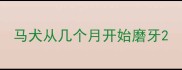 马犬从几个月开始磨牙