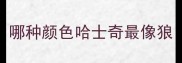哪种颜色哈士奇最像狼