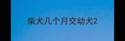 柴犬几个月交幼犬
