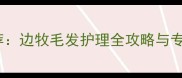 边牧护毛素最新推荐边牧毛发护理全攻略与专业护毛素选择指南