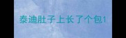 泰迪肚子上长了个包