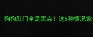 紧急求助狗狗肛门全是黑点这5种情况家长必看