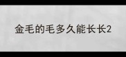 金毛的毛多久能长长