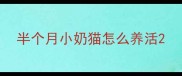 半个月小奶猫怎么养活