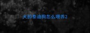 大的泰迪狗怎么喂养
