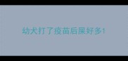 幼犬打了疫苗后屎好多
