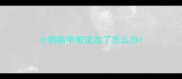 小狗指甲剪流血了怎么办