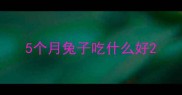 5个月兔子吃什么好
