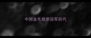 中国金毛登录冠军后代