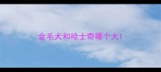 金毛犬和哈士奇哪个大