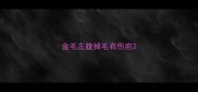 金毛左腹掉毛有伤疤