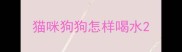 猫咪狗狗怎样喝水