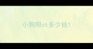 小狗照ct多少钱