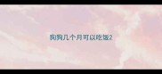 狗狗几个月可以吃饭