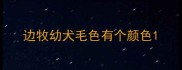 边牧幼犬毛色有个颜色