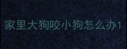 家里大狗咬小狗怎么办