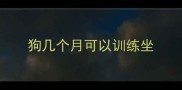 狗几个月可以训练坐