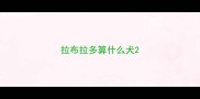 拉布拉多算什么犬