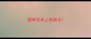 猫咪耳朵上有斑点