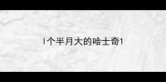 l个半月大的哈士奇