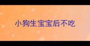 小狗生宝宝后不吃
