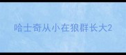 哈士奇从小在狼群长大