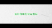 金毛换季毛可以剃吗