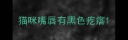猫咪嘴唇有黑色疙瘩