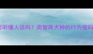 哈士奇真的能听懂人话吗高智商犬种的行为密码与训练指南