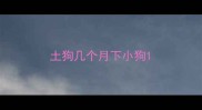 土狗几个月下小狗