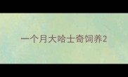 一个月大哈士奇饲养