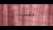 拉布拉多标准头型