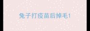 兔子打疫苗后掉毛