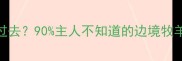 边牧把耳朵背过去90主人不知道的边境牧羊犬沟通密码