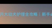 巨型贵宾两个月大幼犬护理全攻略新手必看饲养指南