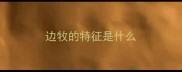 边牧的特征是什么
