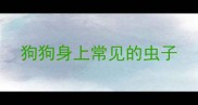 狗狗身上常见的虫子