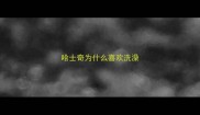 哈士奇为什么喜欢洗澡
