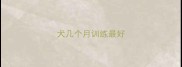 犬几个月训练最好