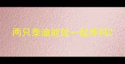 两只泰迪能放一起养吗