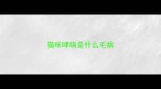 猫咪哮喘是什么毛病