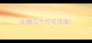 比熊几个月可洗澡