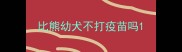 比熊幼犬不打疫苗吗