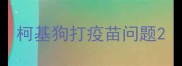 柯基狗打疫苗问题