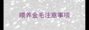 喂养金毛注意事项