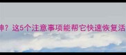 疫苗后狗狗没精神这5个注意事项能帮它快速恢复活力附护理指南