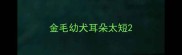 金毛幼犬耳朵太短