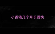 小香猪几个月长得快